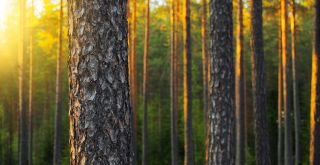 metsä auringonlaskussa