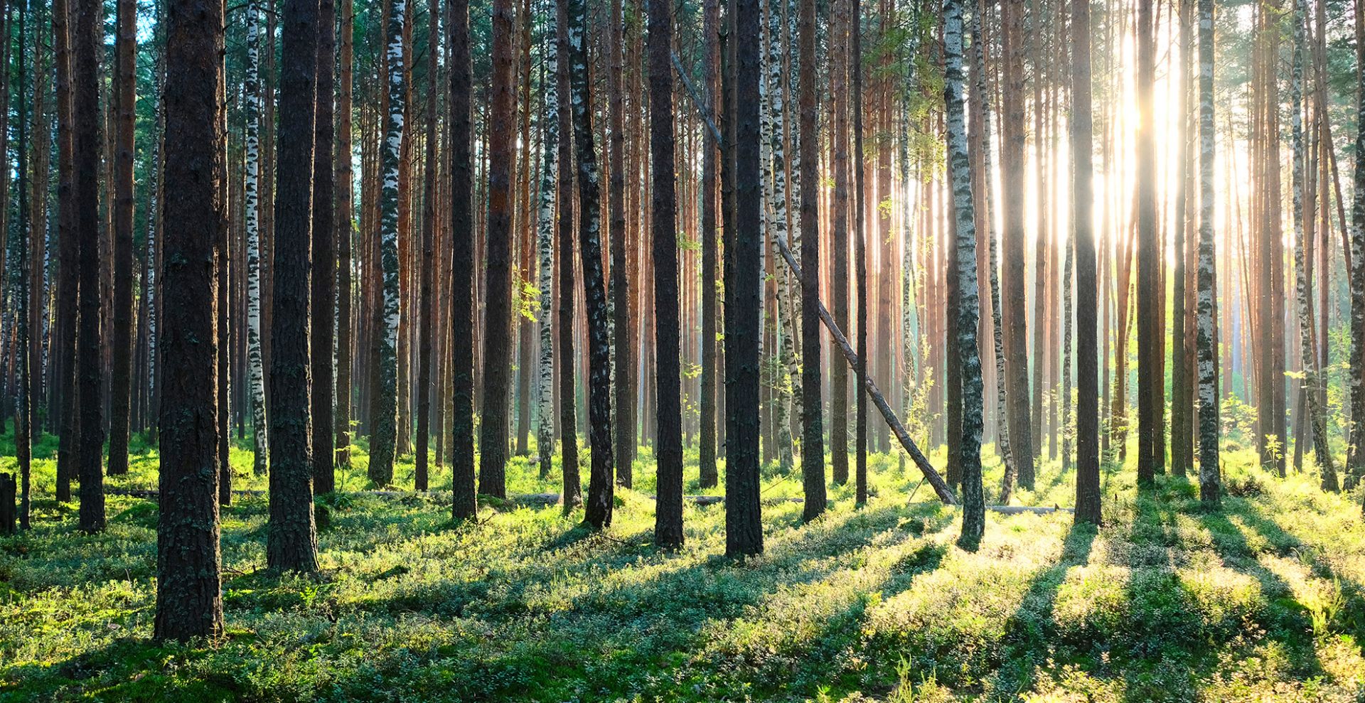 mäntymetsä kesäisessä auringonpaisteessa