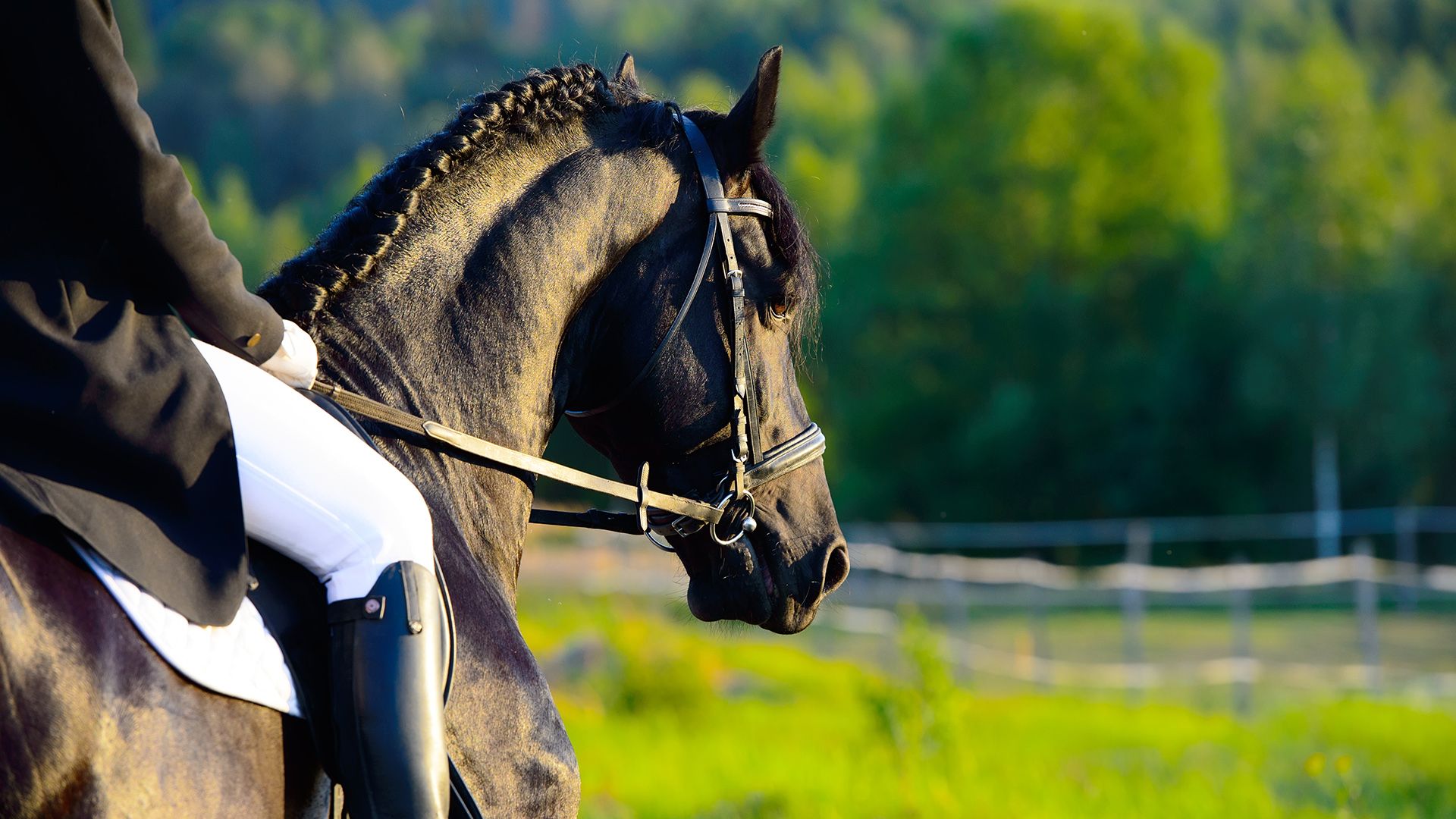 ratsukko auringonlaskussa musta hevonen
