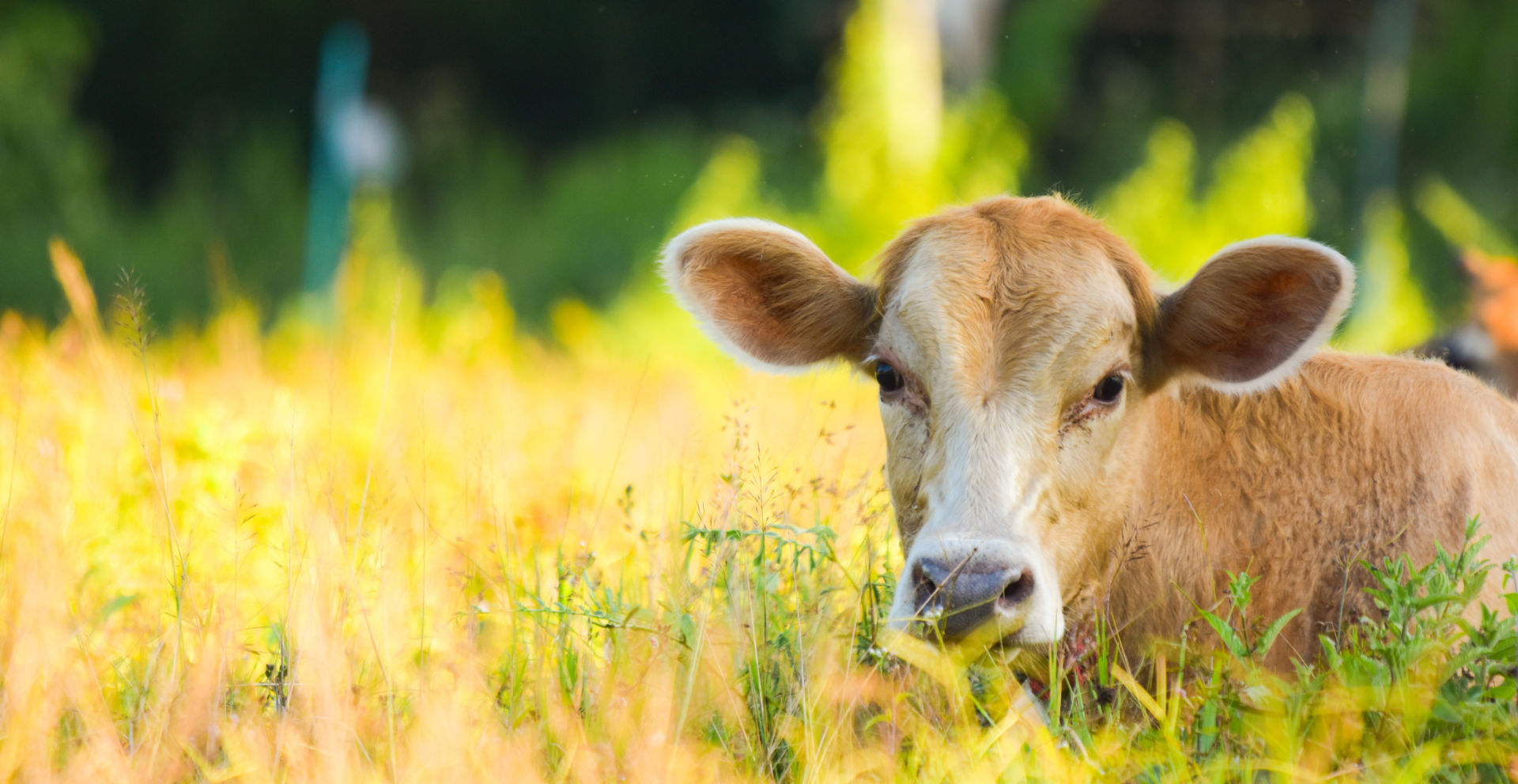 Tuotantoeläin lehmä loikoilee pellolla