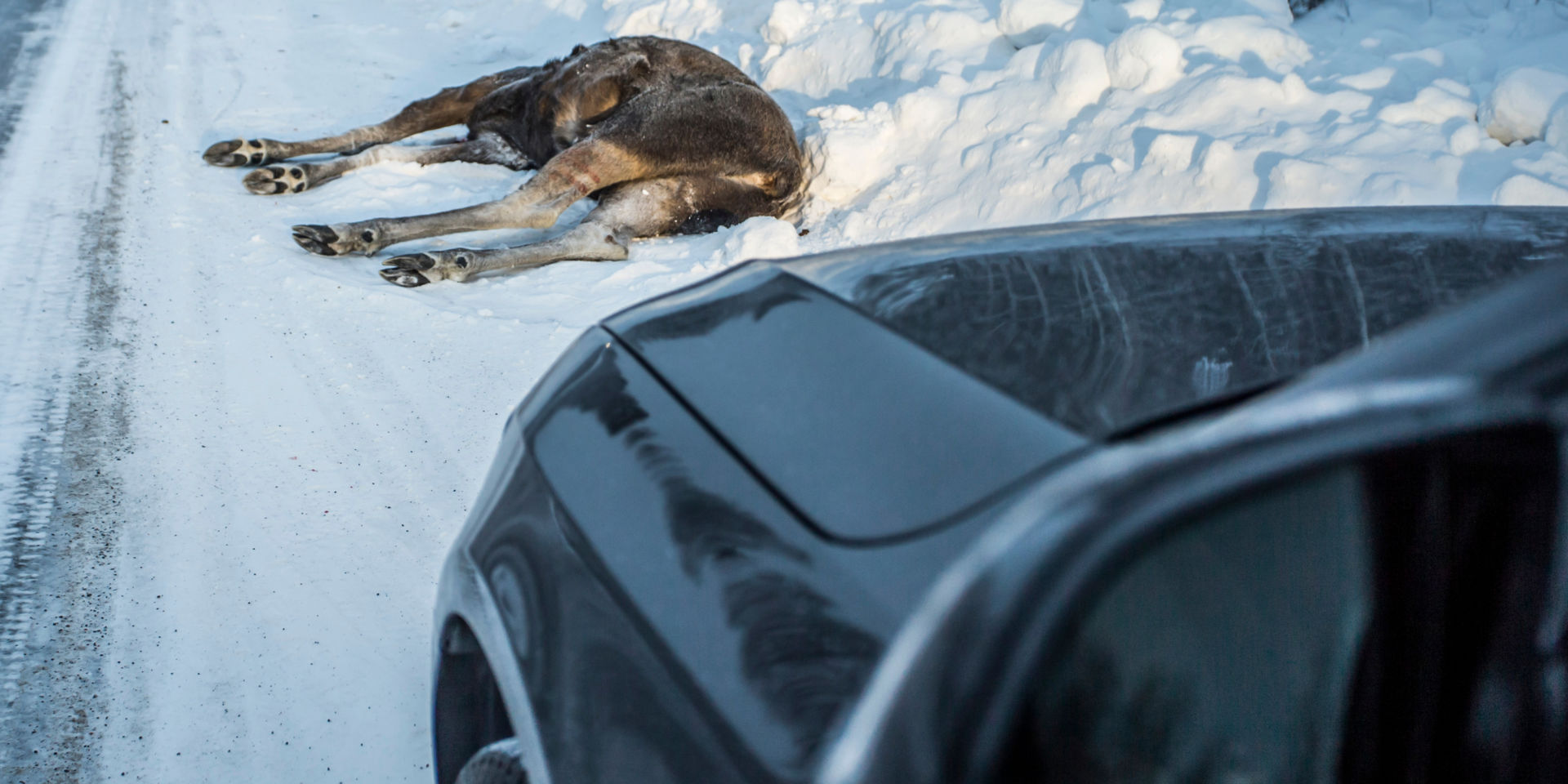 Auton keula ja alle jäänyt hirvi talvella