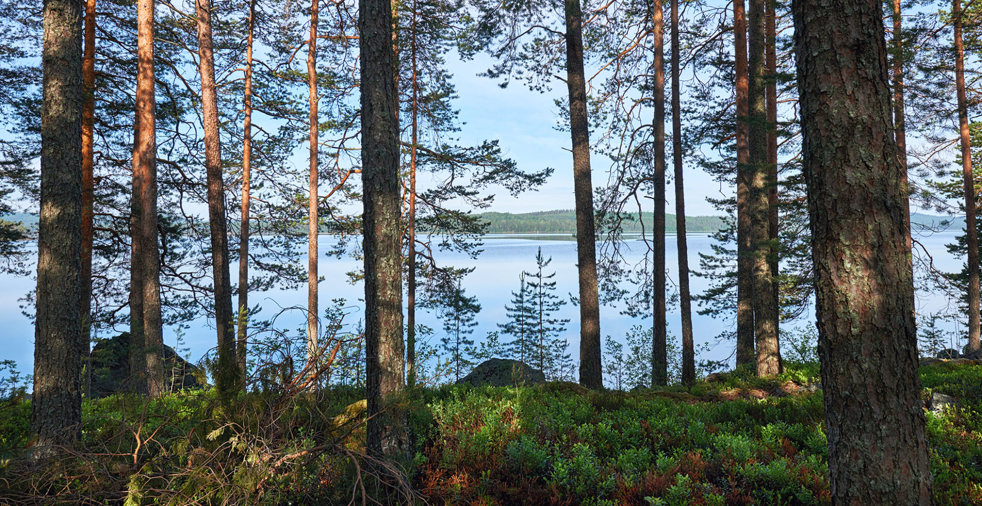 Järvi siintää puiden takaa