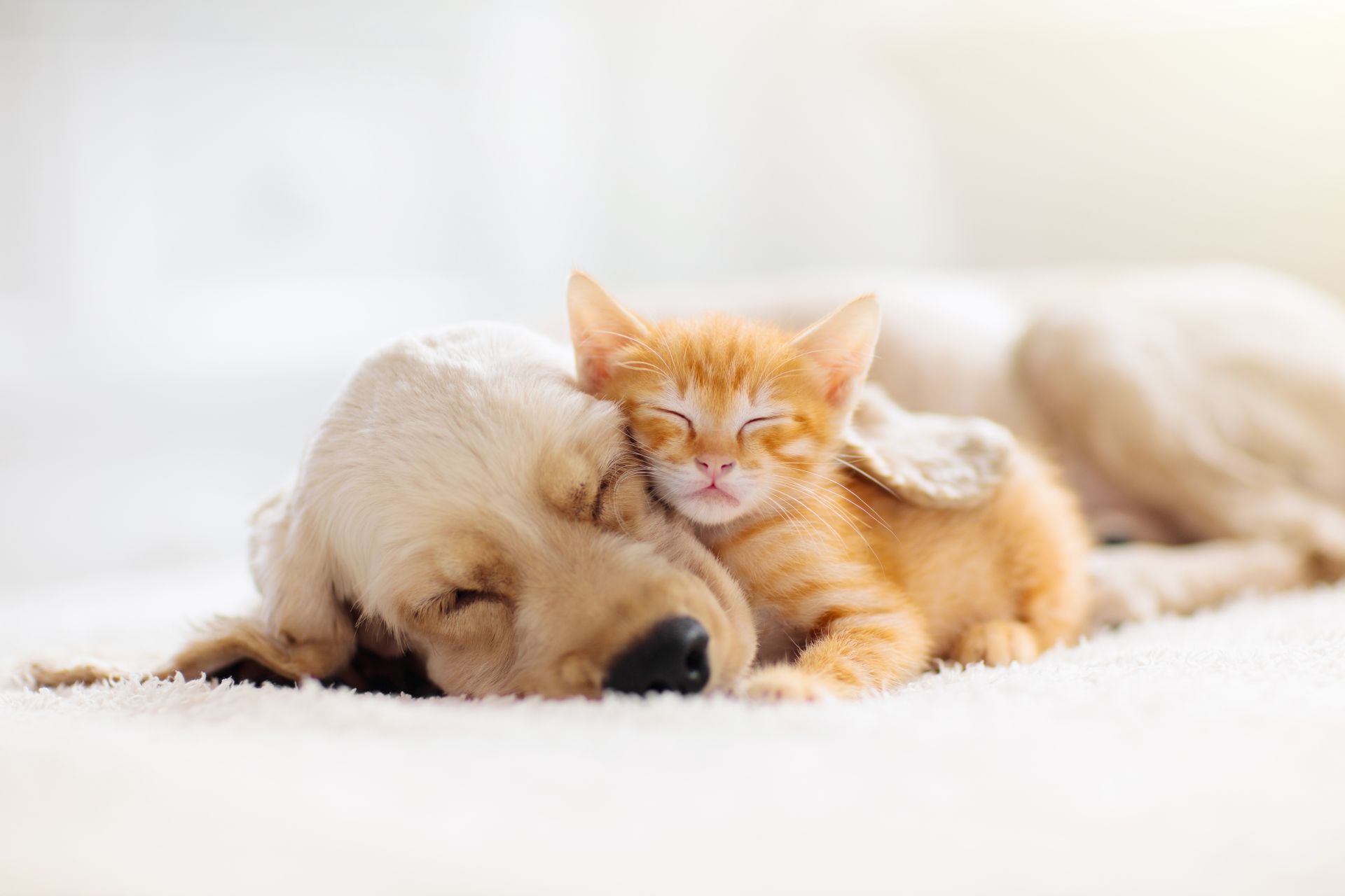 Kissan- ja koiranpentu nukkuvat yhdessä