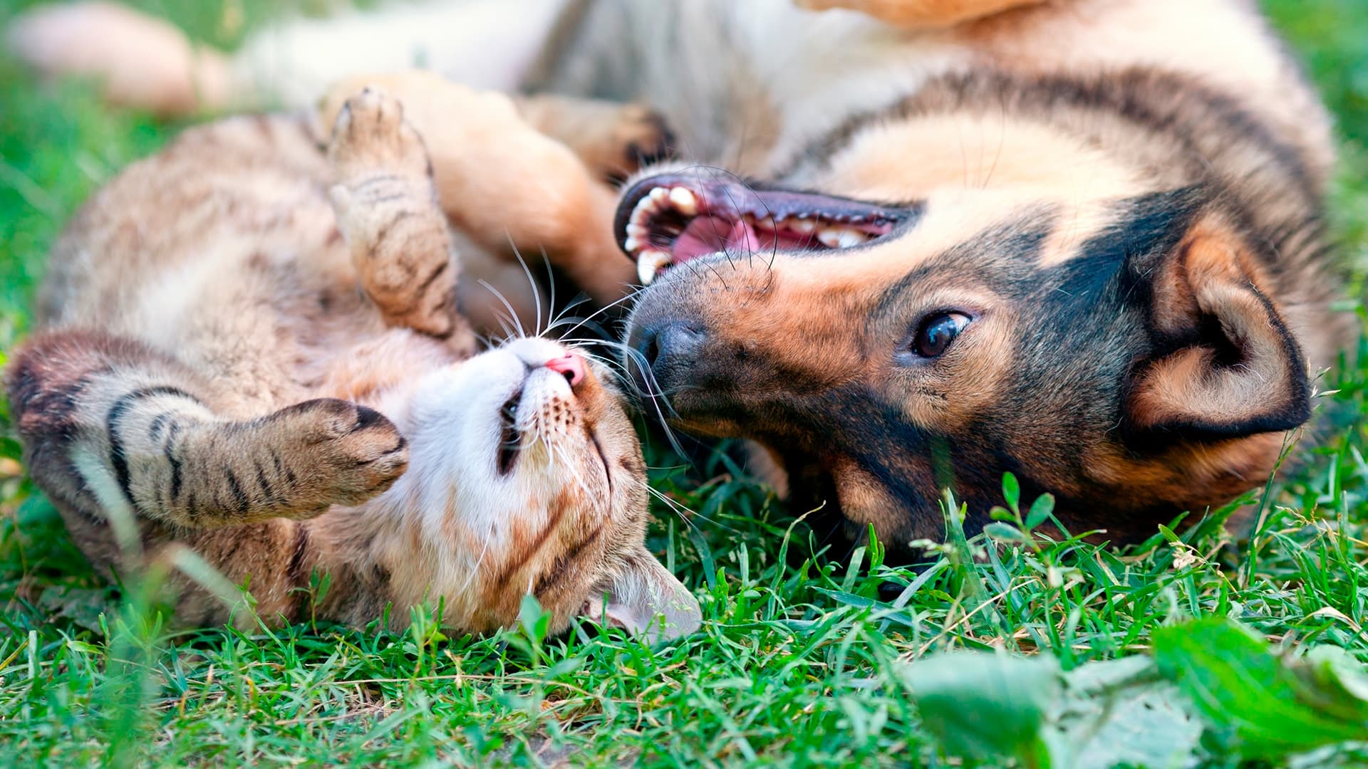 Kissa ja koira telmivät nurmikolla