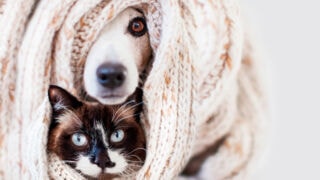 Koira ja kissa kurkistelevat villapeiton alta.