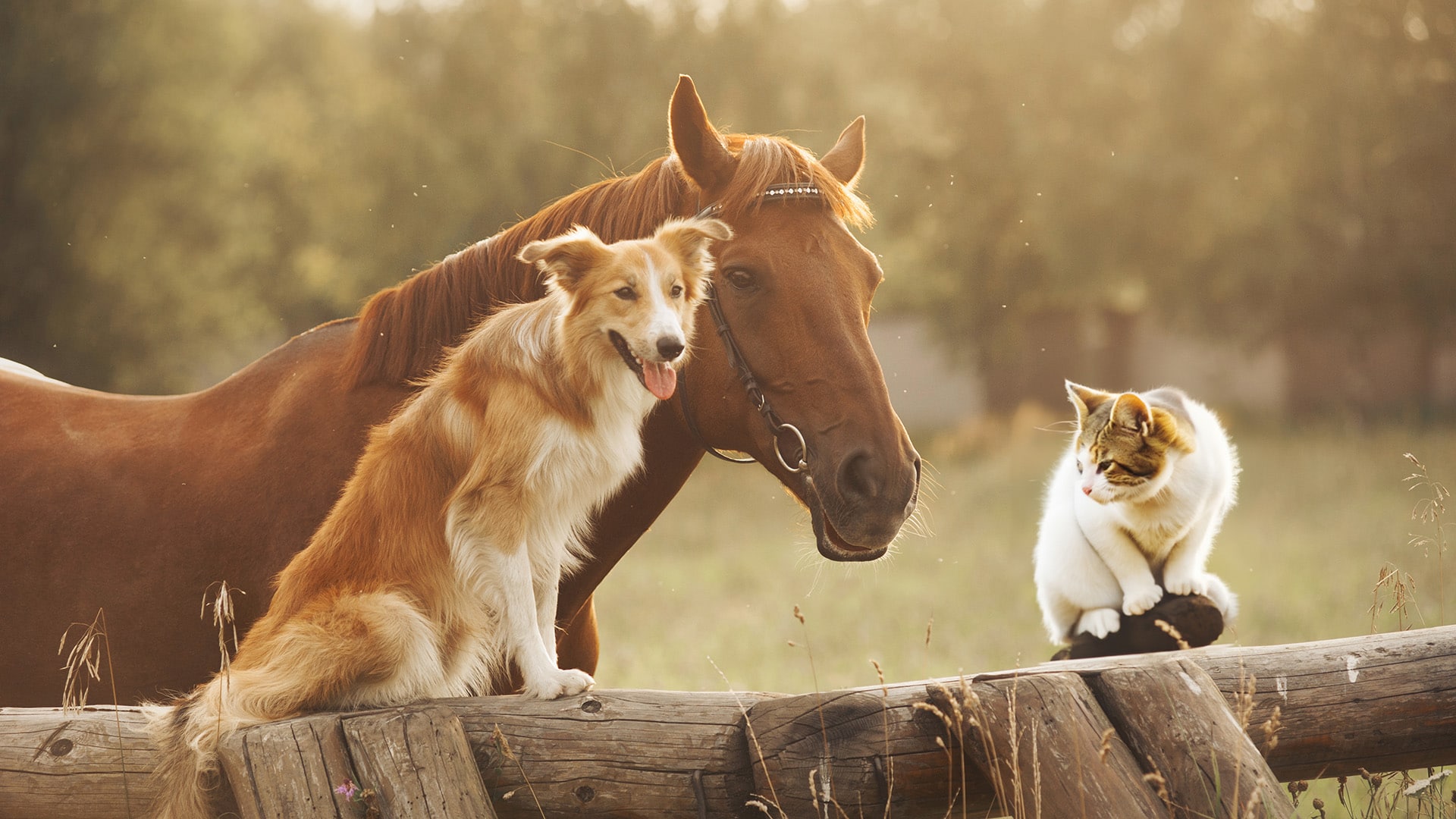 FirstVet etäeläinlääkäripalvelu, kuvassa kissa, koira ja hevonen