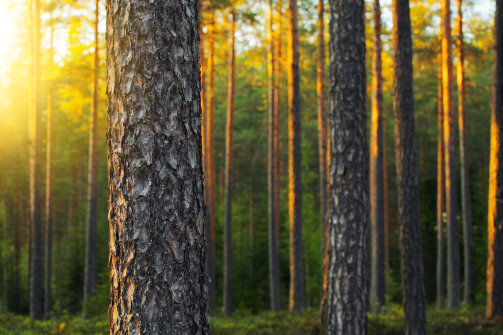 Kellertävä metsä