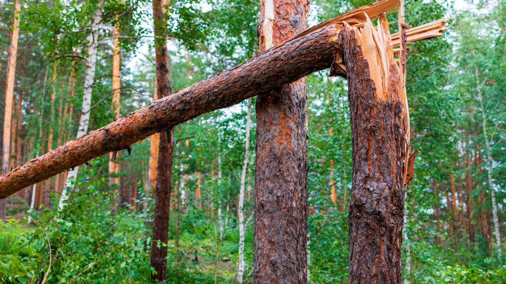 Kaatunut puu metsässä